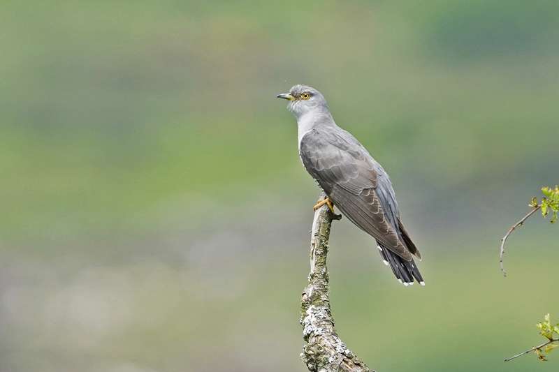 Cuckoo by Keith McGinn at Dartmoor