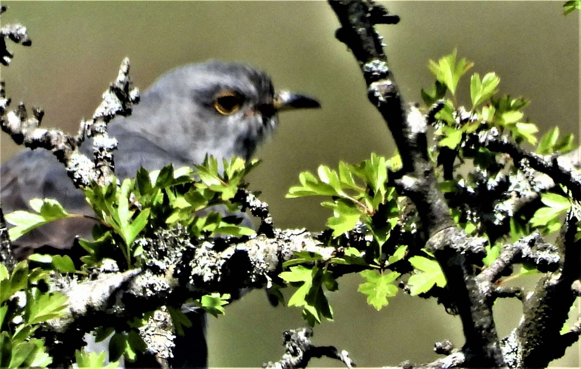 Cuckoo by Kenneth Bradley at Emsworthy Mire DWT