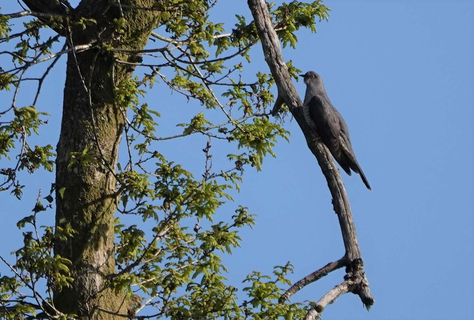 Cuckoo by Paul Howrihane at Cookworthy Forest