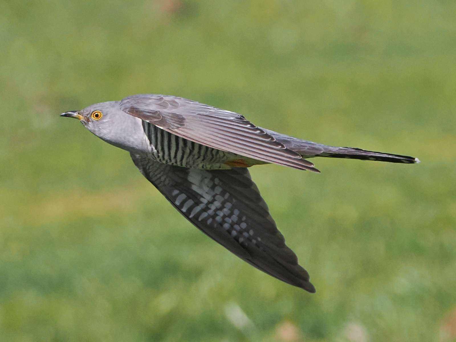 Cuckoo by Tom Wallis at Dartmoor