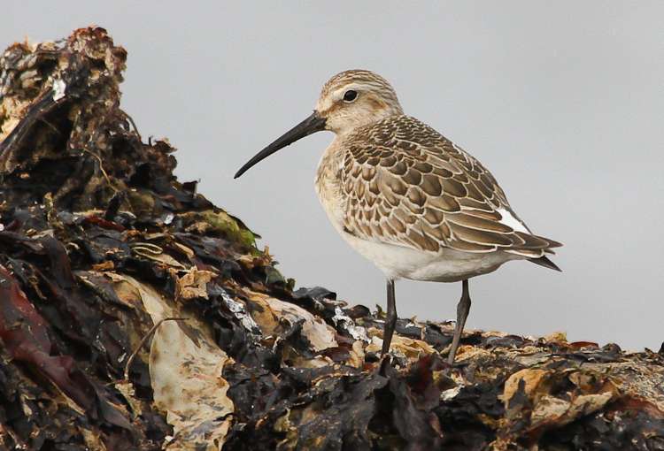 Curlew Sandpiper by Alan Livsey at Wembury point