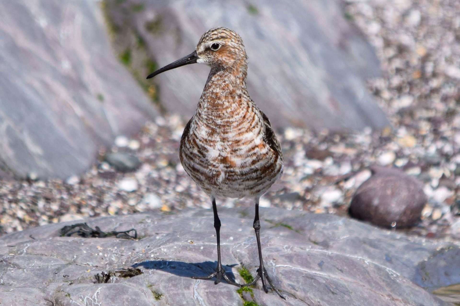 Curlew Sandpiper by Duncan Leitch at Wembury Point