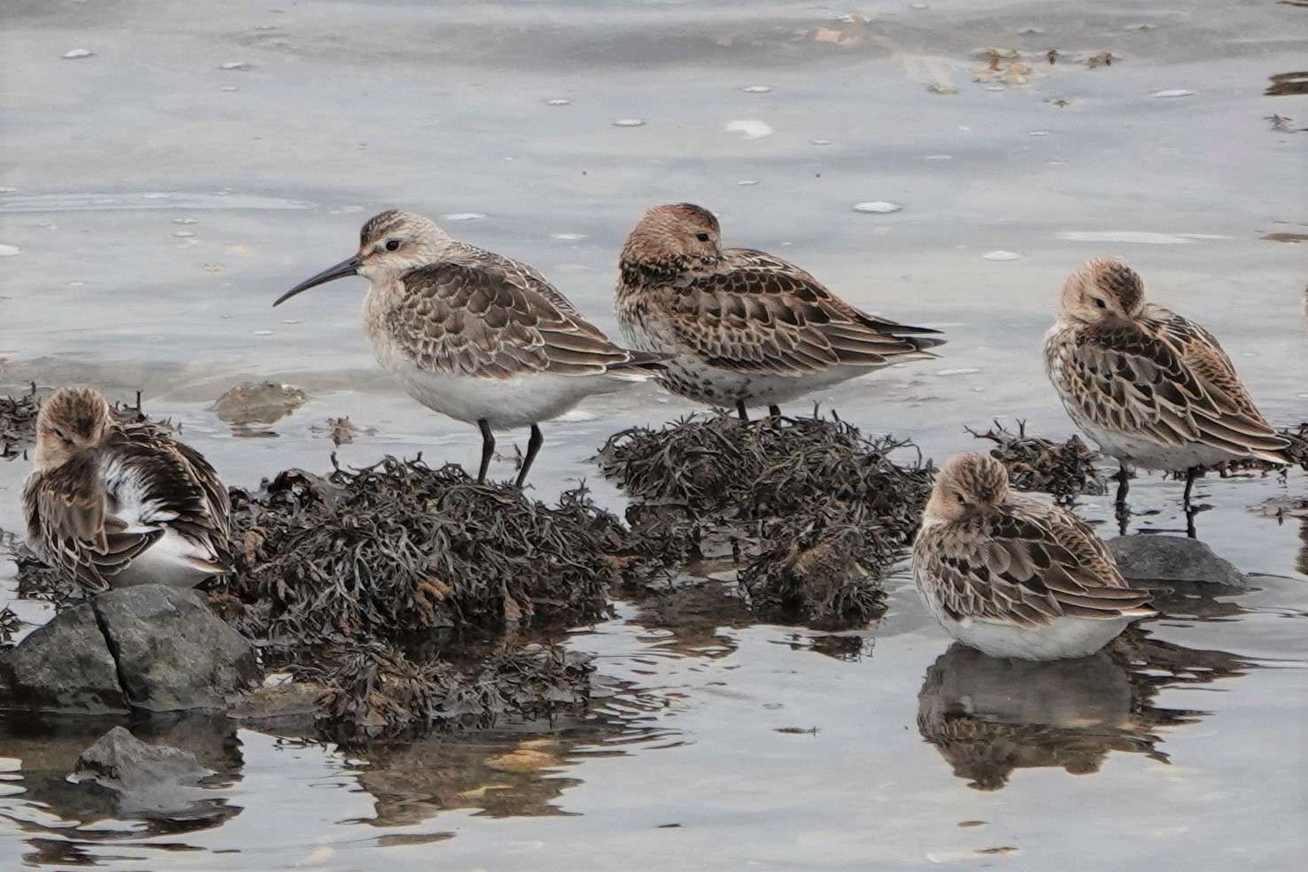 Curlew Sandpiper by Paul Howrihane at Home Farm Marsh