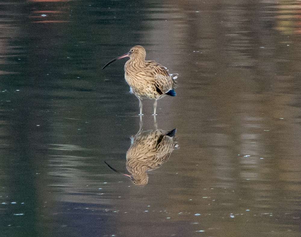 Curlew by Dave Easter at River Plym