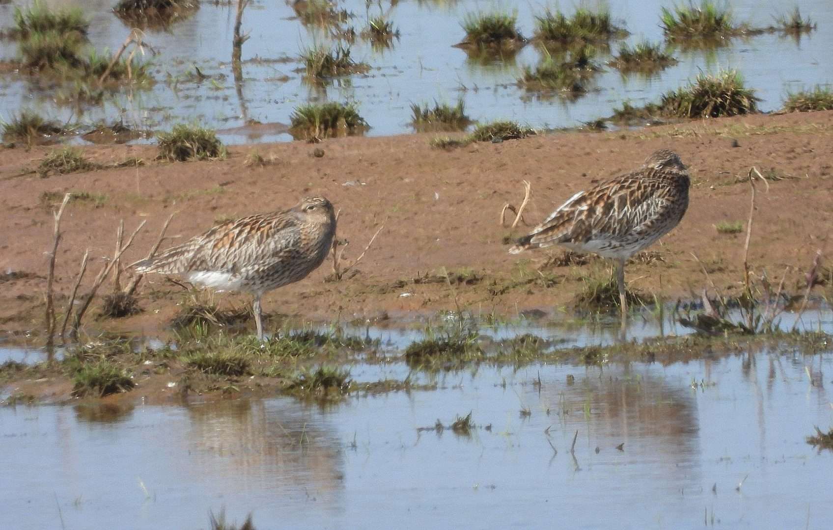 Curlew at Exminster marshes RSPB by Kenneth Bradley - Devon Birds