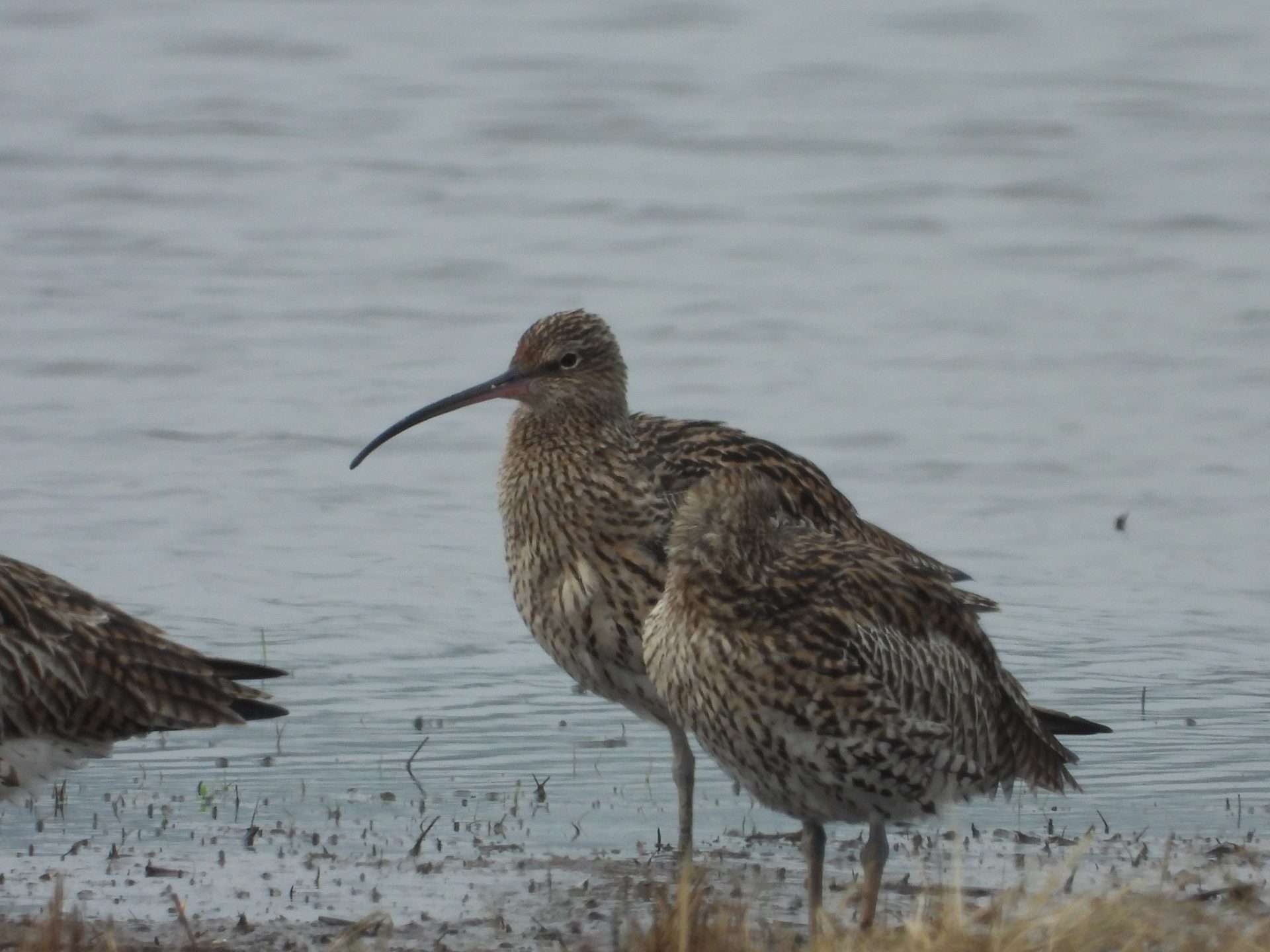 Curlew by Kenneth Bradley at Exminster marshes RSPB
