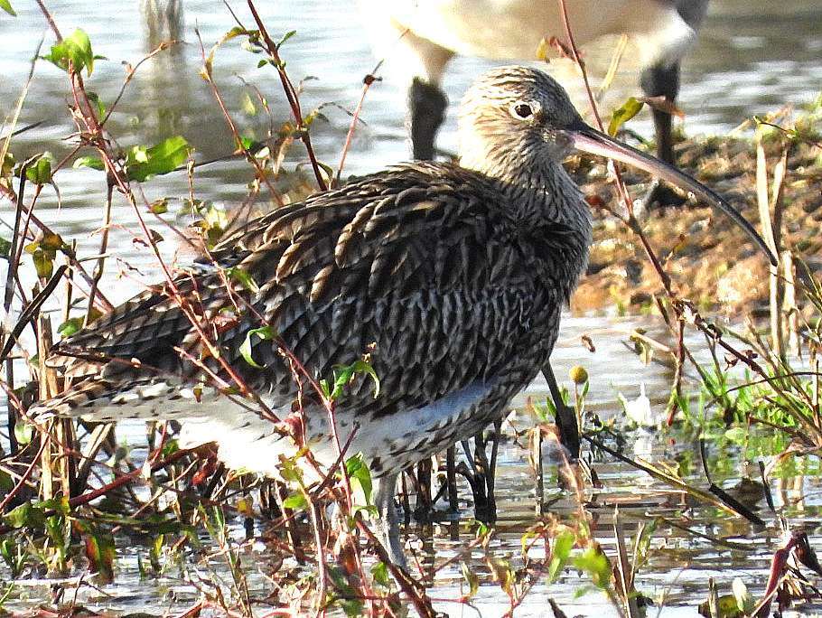 Curlew by Kenneth Bradley at Exminster marshes RSPB