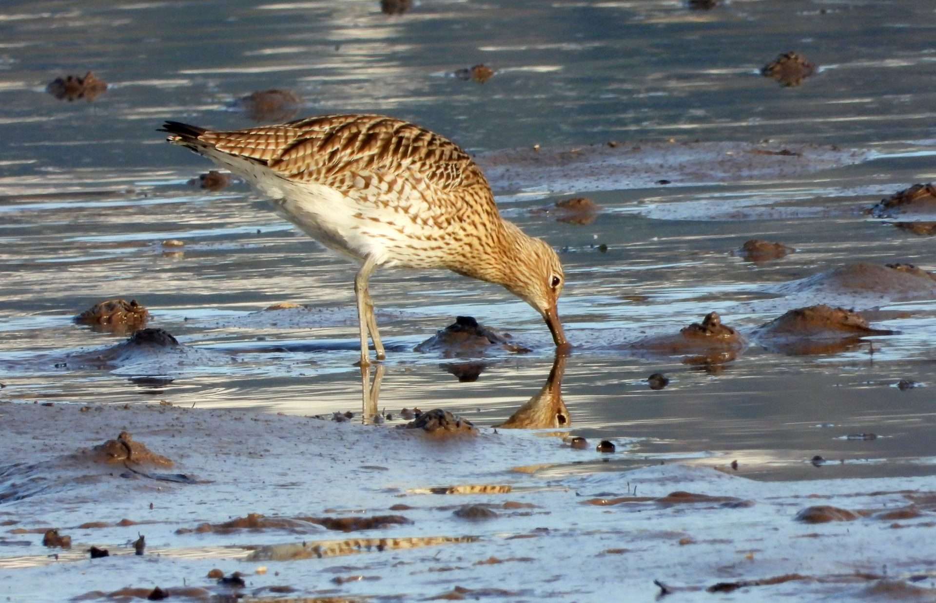 Curlew by Kenneth Bradley at Teign Estuary
