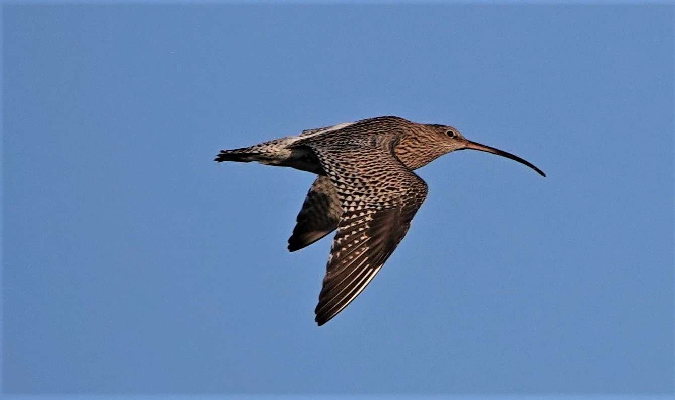 Curlew by Paul Howrihane at Fremington Pill
