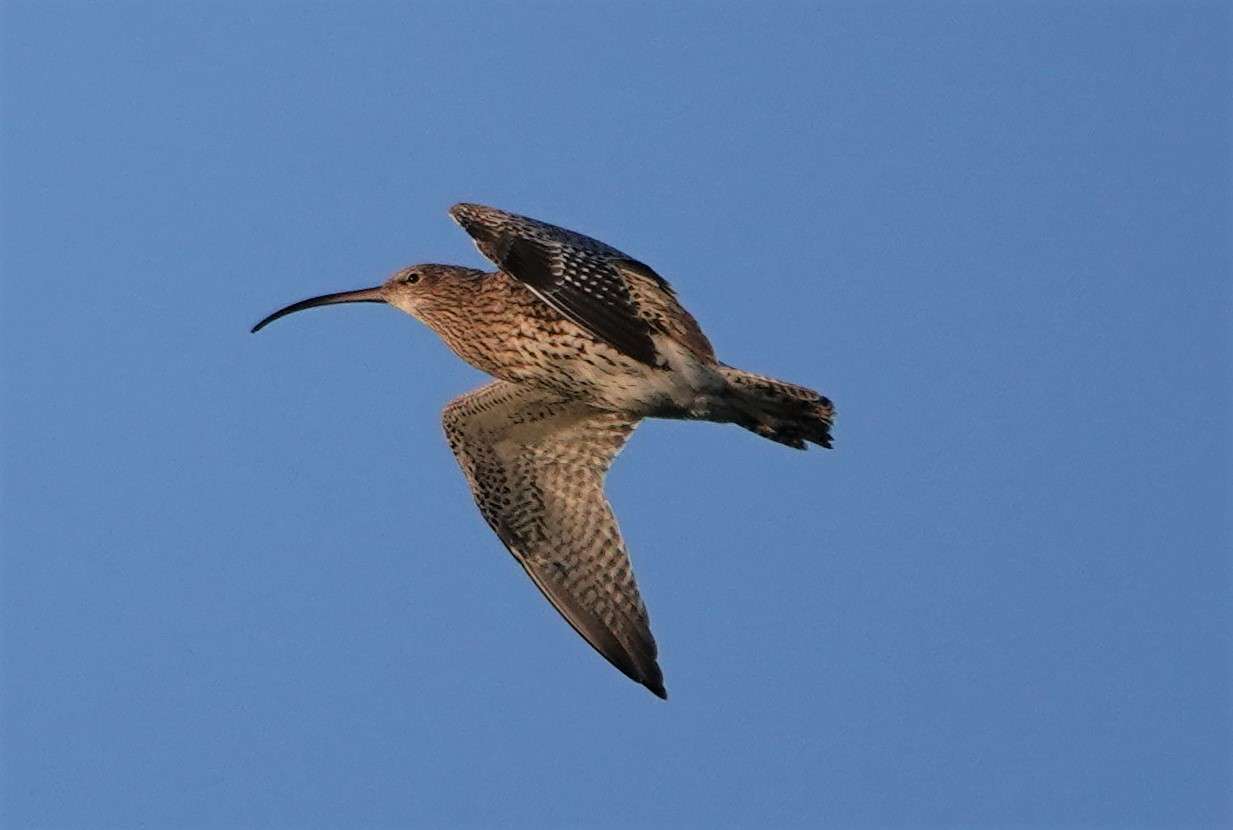 Curlew by Paul Howrihane at Fremington Pill
