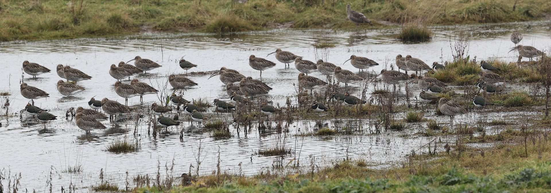Curlew by Steve Hopper at Exminster marsh