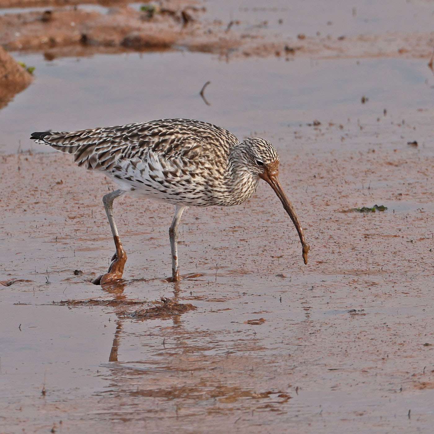 Curlew by Steve Hopper at Starcross