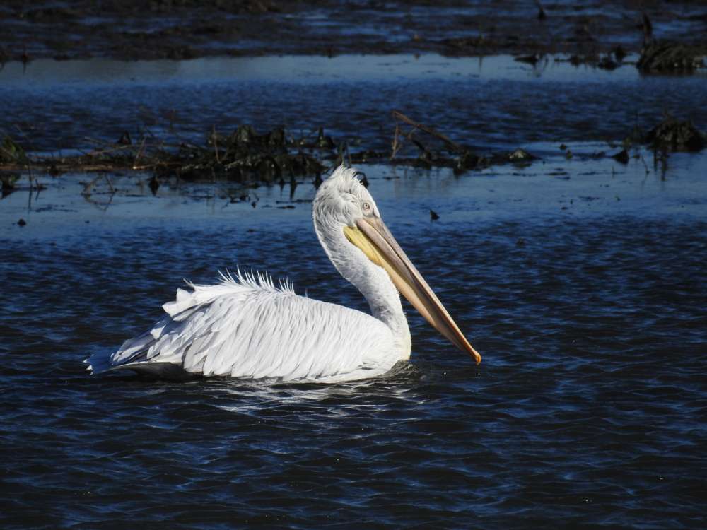 Dalmatian Pelican by Phil Naylor at Taw Side of Braunton Toll Road