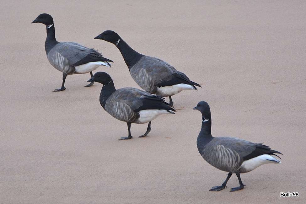Dark-bellied Brent Goose by Chris Bollen at R. Exe Estuary