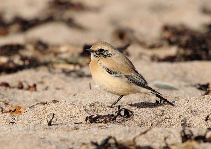 Desert Wheatear by Alan Doidge at Leasefoot Beach Thurlestone