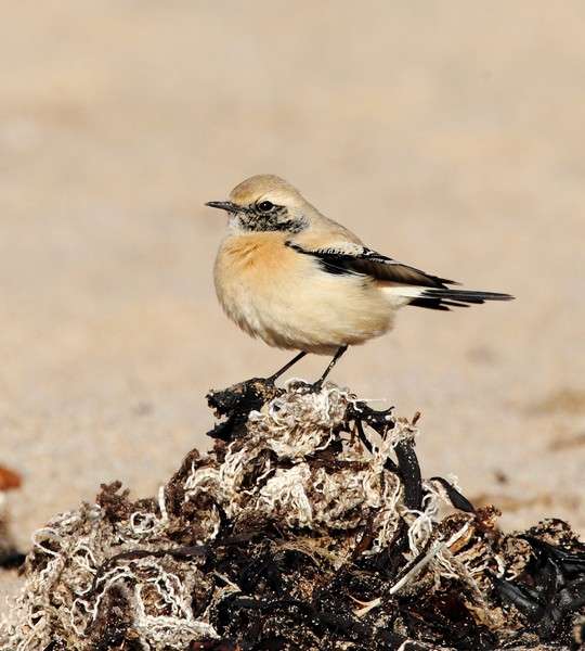 Desert Wheatear by Alan Doidge at leasefoot beach Thurlestone