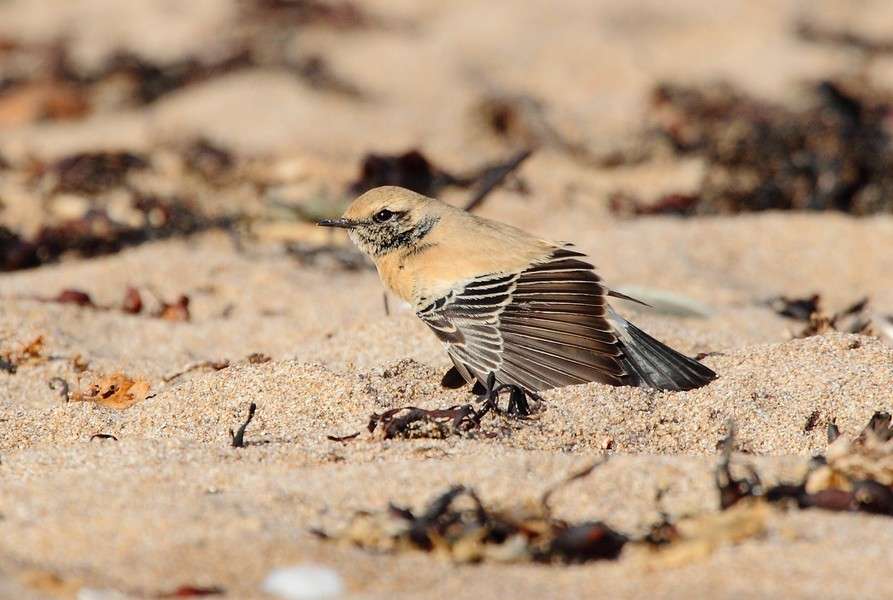 Desert Wheatear by Alan Doidge at leasefoot beach Thurlestone