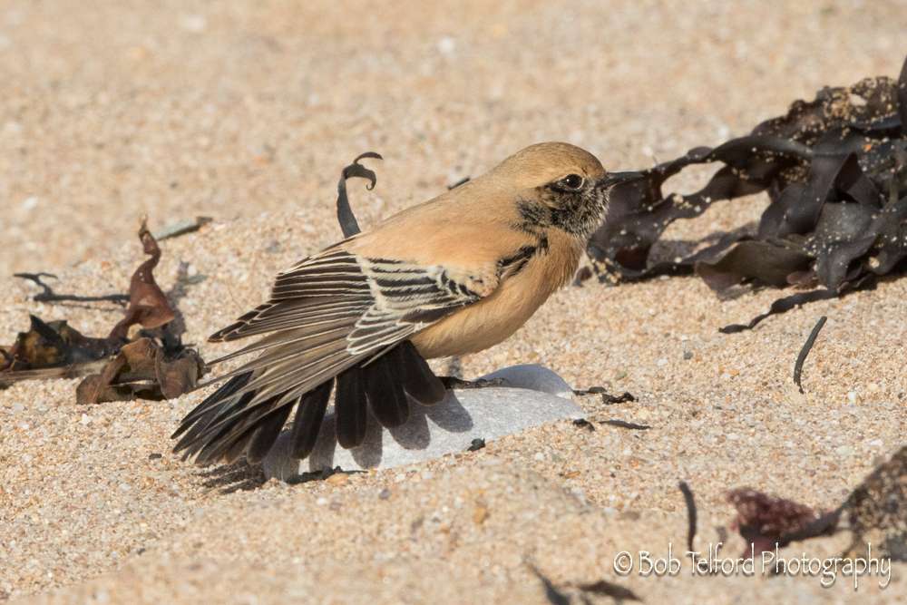 Desert Wheatear by Bob Telford at Thurlestone