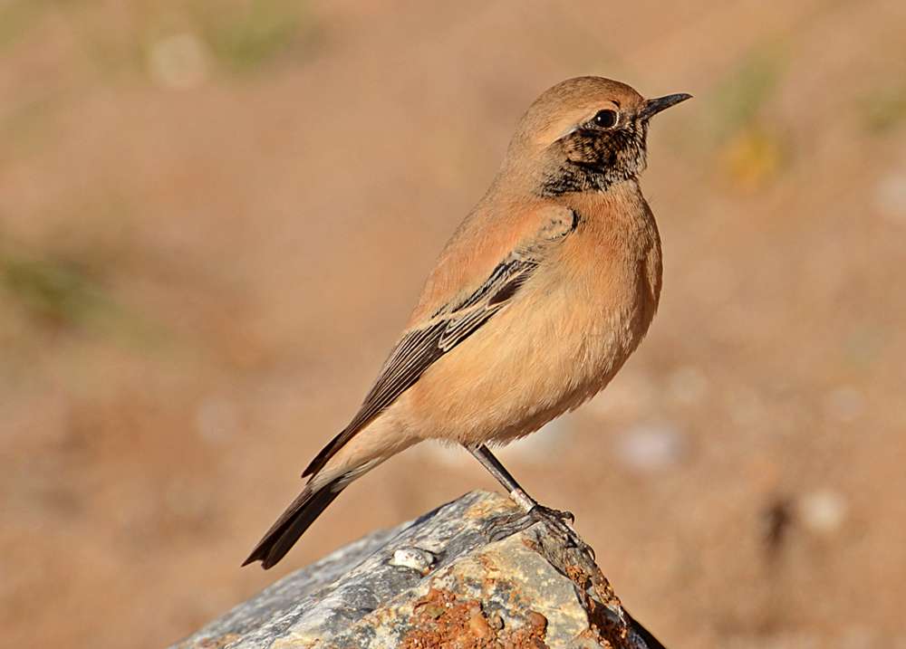 Desert Wheatear by Frank Prowse at Thurlestone Links Sands