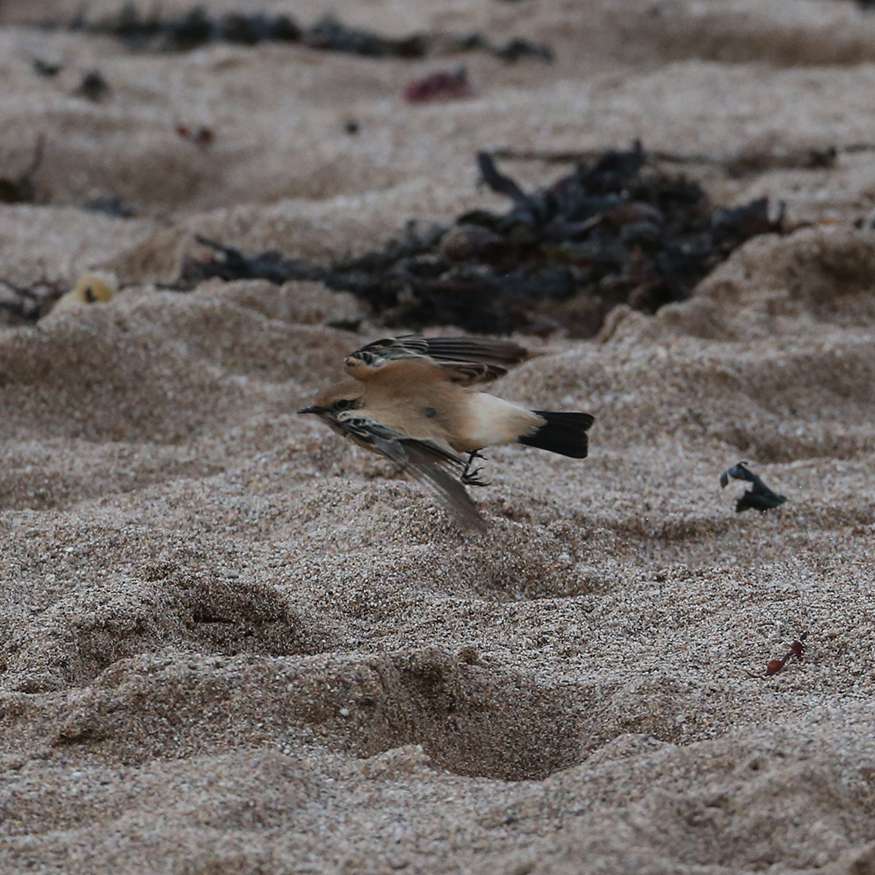 Desert Wheatear by Steve Hopper at Leasfoot Beach