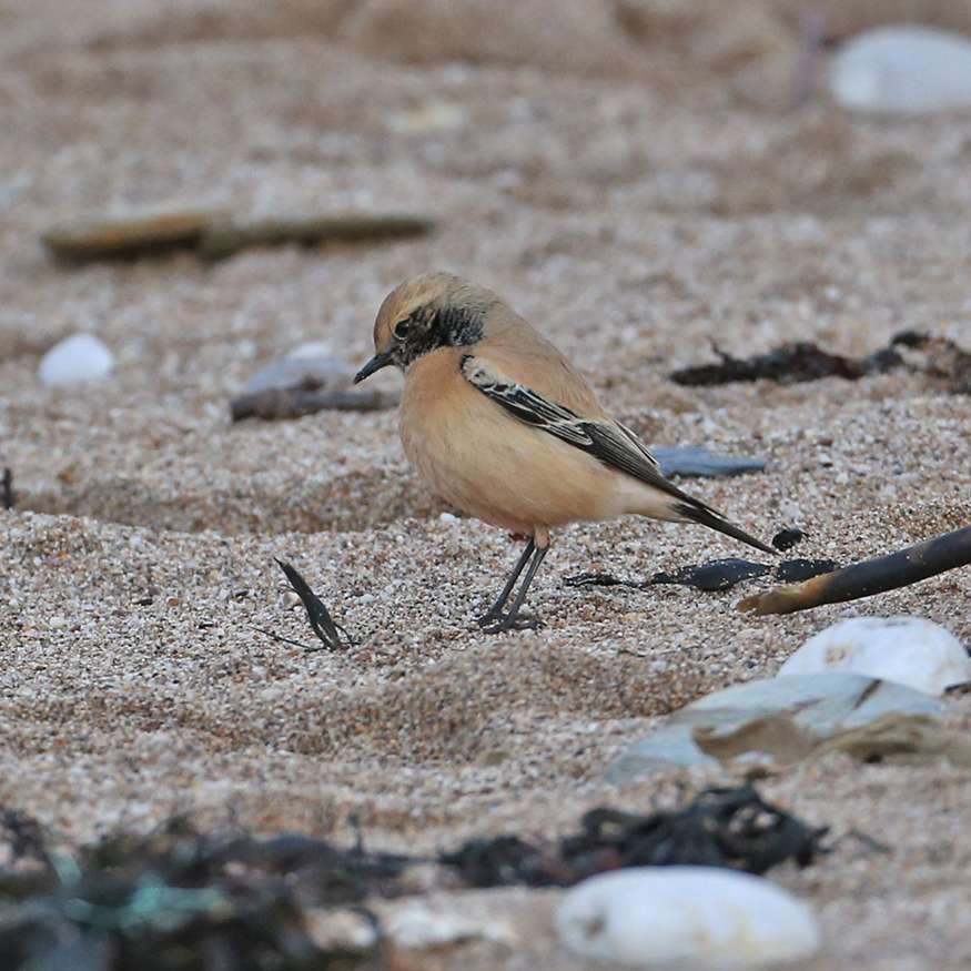 Desert Wheatear by Steve Hopper at Leasfoot Beach