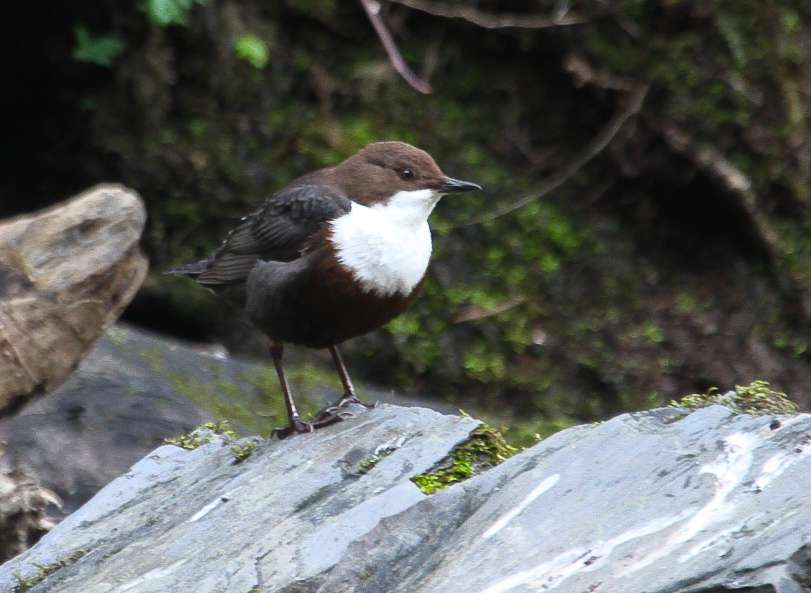 Dipper by Alan Livsey at Plymbridge Woods
