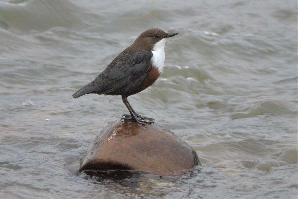 Dipper by John Reeves at River Otter near Ottery St Mary