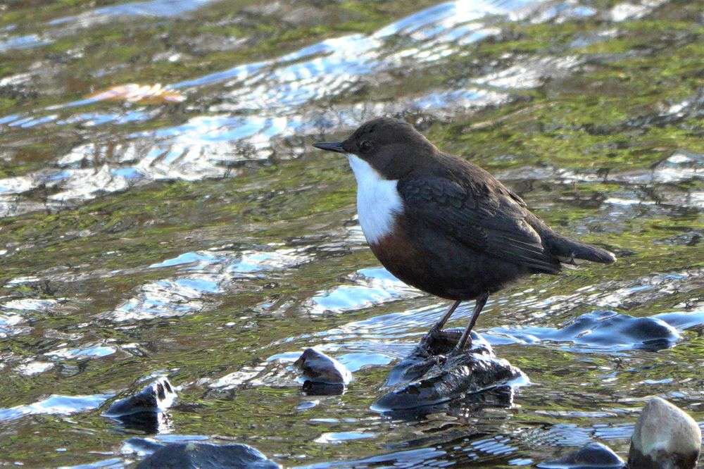 Dipper by John Reeves at River Otter near Ottery St Mary