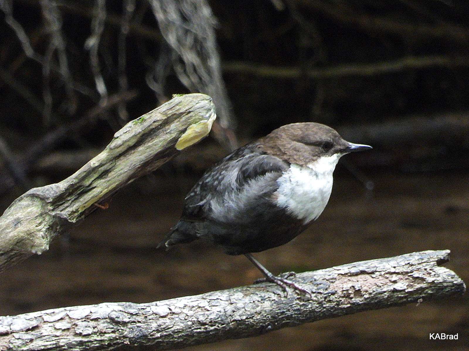 Dipper by Kenneth Bradley at Fingle Bridge