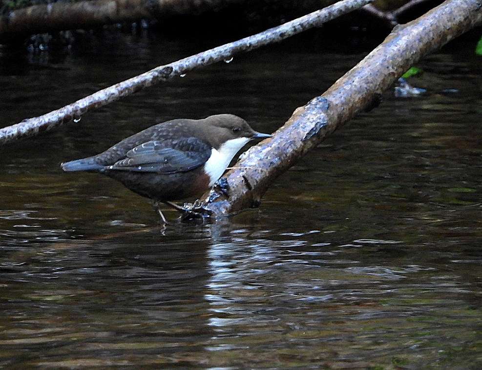 Dipper by Kenneth Bradley at Parke NT