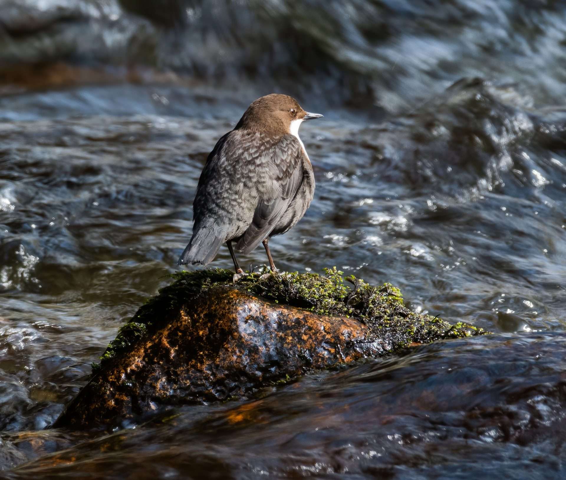 Dipper by Mark Sturman at River Bovey