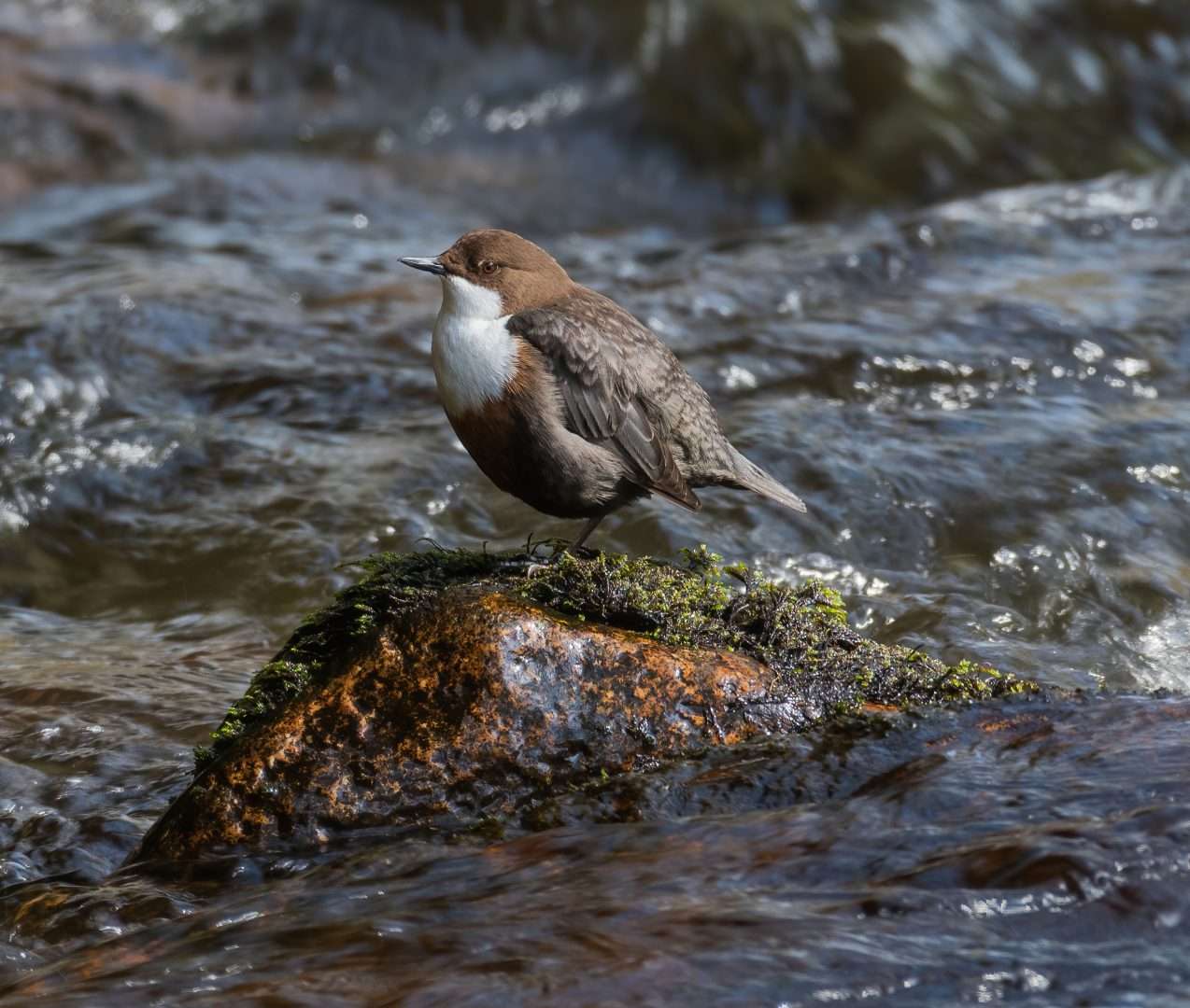 Dipper at River Bovey by Mark Sturman - Devon Birds