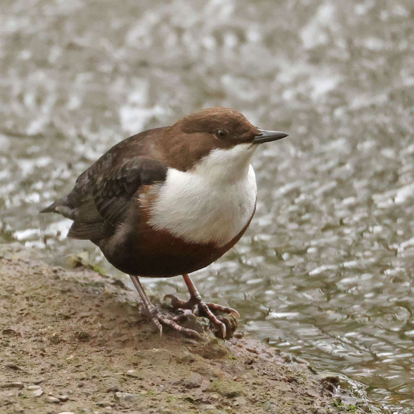 Dipper by Steve Hopper at Tuckenhay