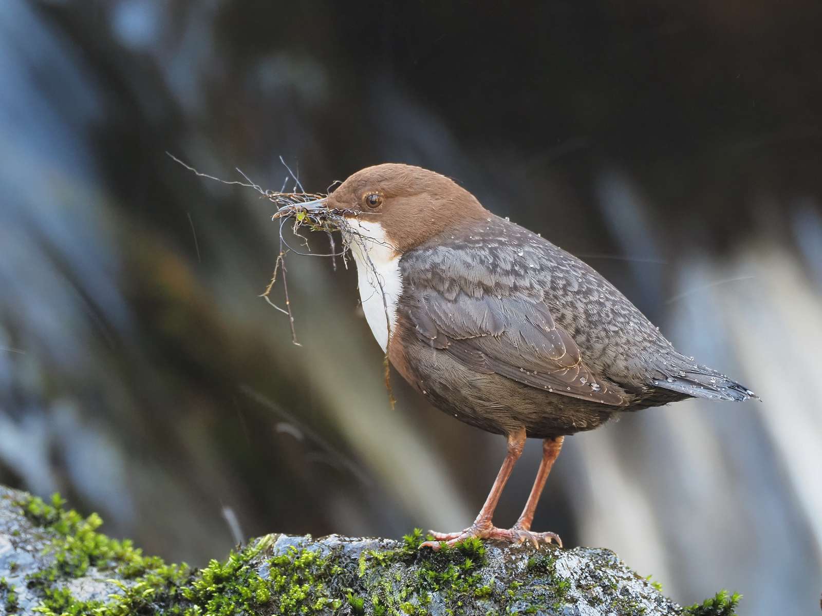 Dipper at Fingle Bridge by Tom Wallis - Devon Birds