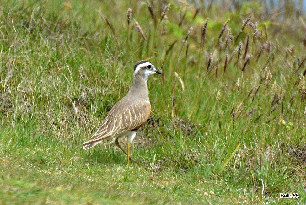 Dotterel by Chris Bollen at Lundy