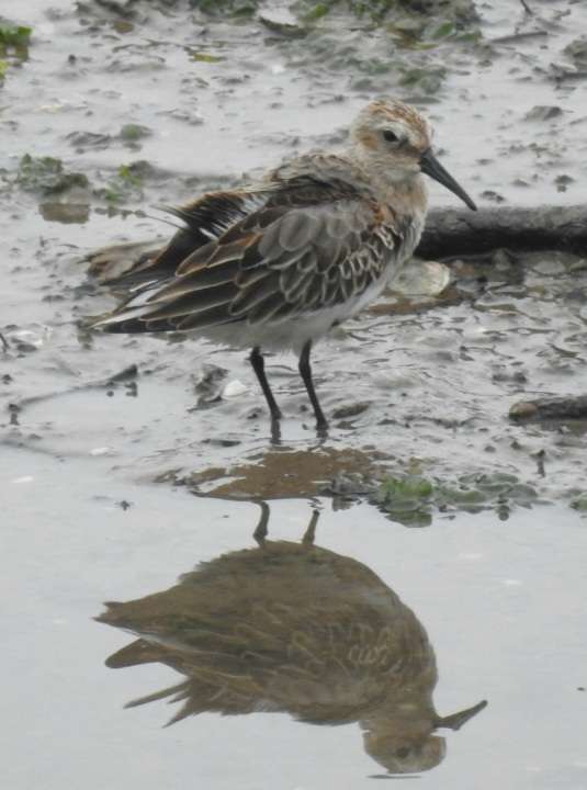 Dunlin by Phil and Sue Naylor at Fremington Pill
