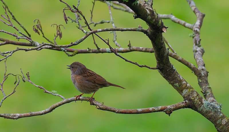 Dunnock (Hedge Sparrow) by Wayne Emery at Blaxton Pool Saltram