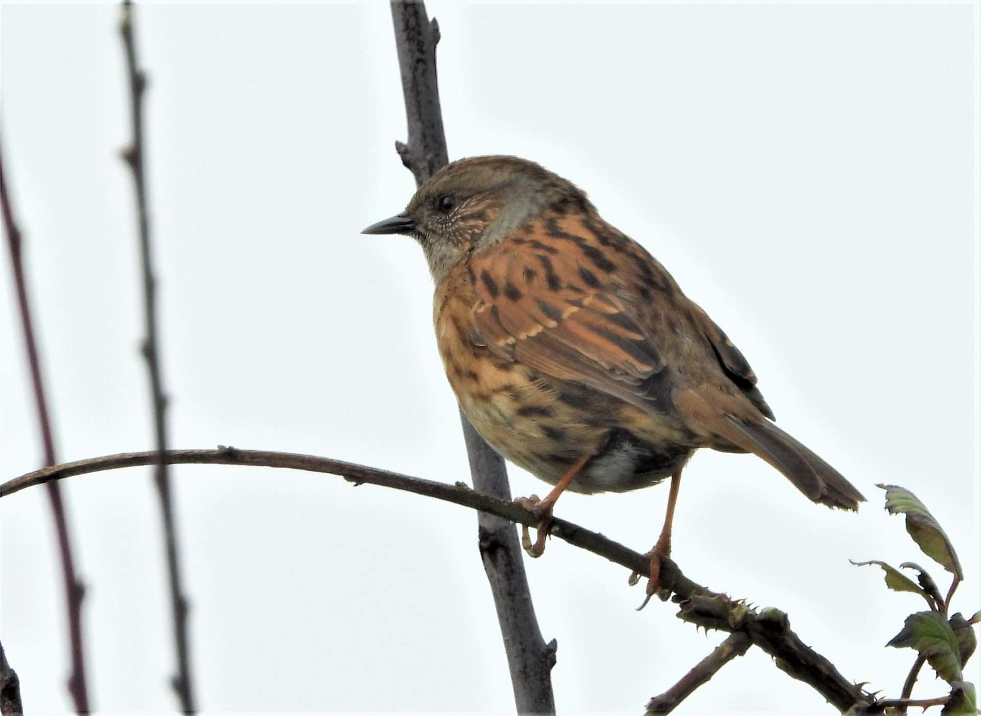 Dunnock by Kenneth Bradley at Combe cellars