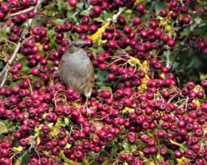 Dunnock at Exminster marshes RSPB by Kenneth Bradley on October 28 2022