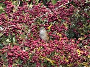 Dunnock at Exminster marshes RSPB by Kenneth Bradley on October 29 2022