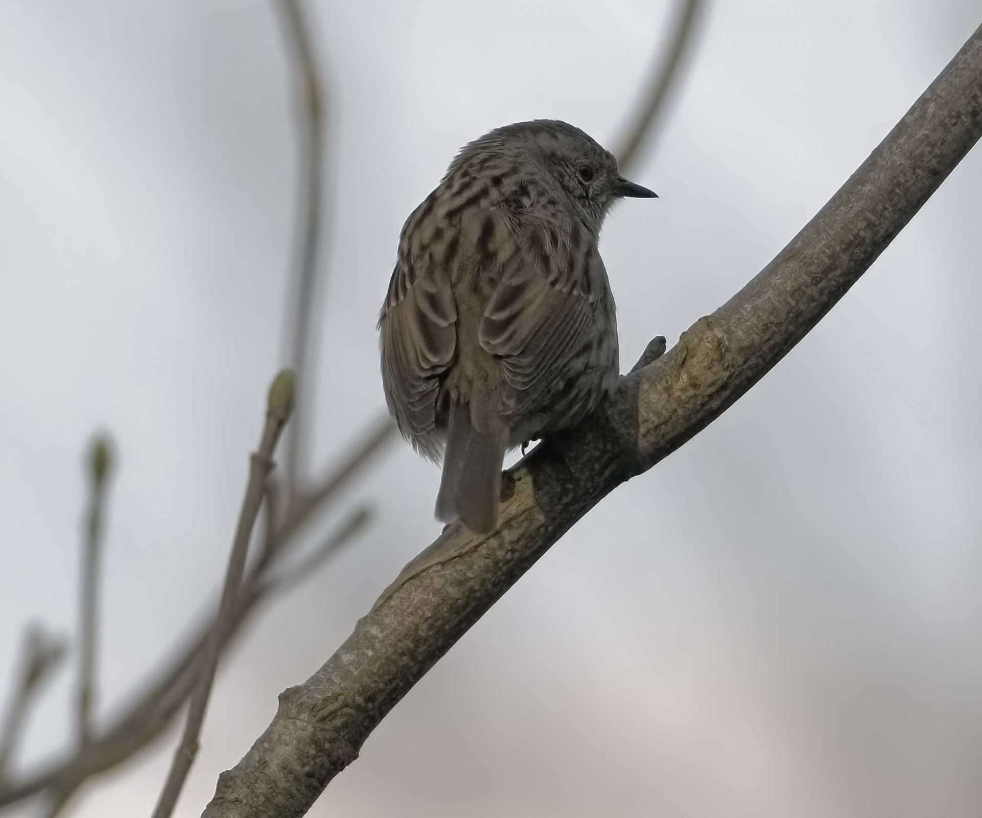Dunnock by Wayne Emery at Blaxton Meadow