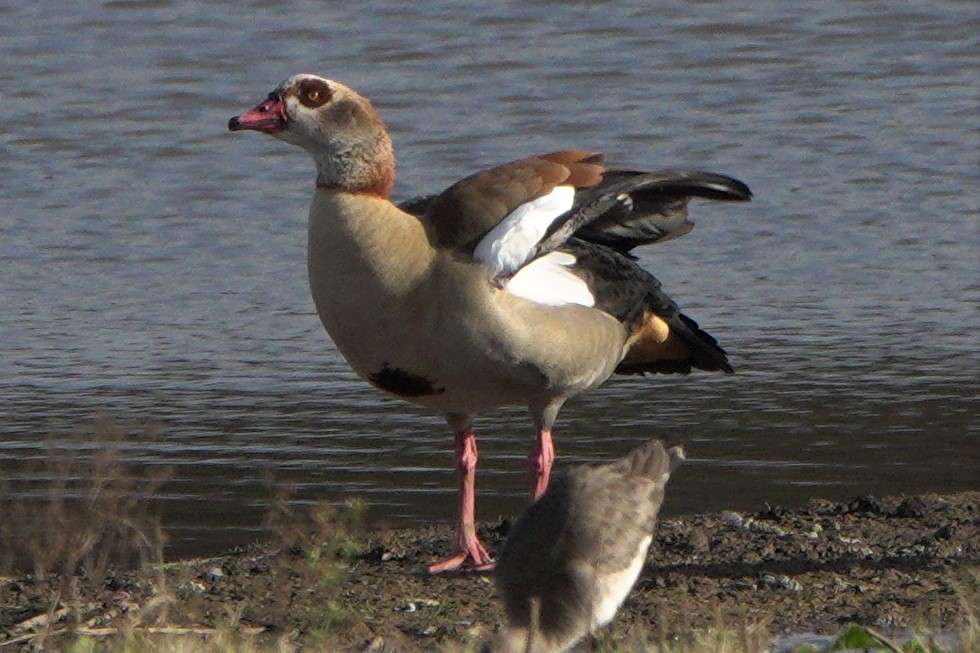 Egyptian Goose by John Reeves at Bowling Green Marsh RSPB Reserve