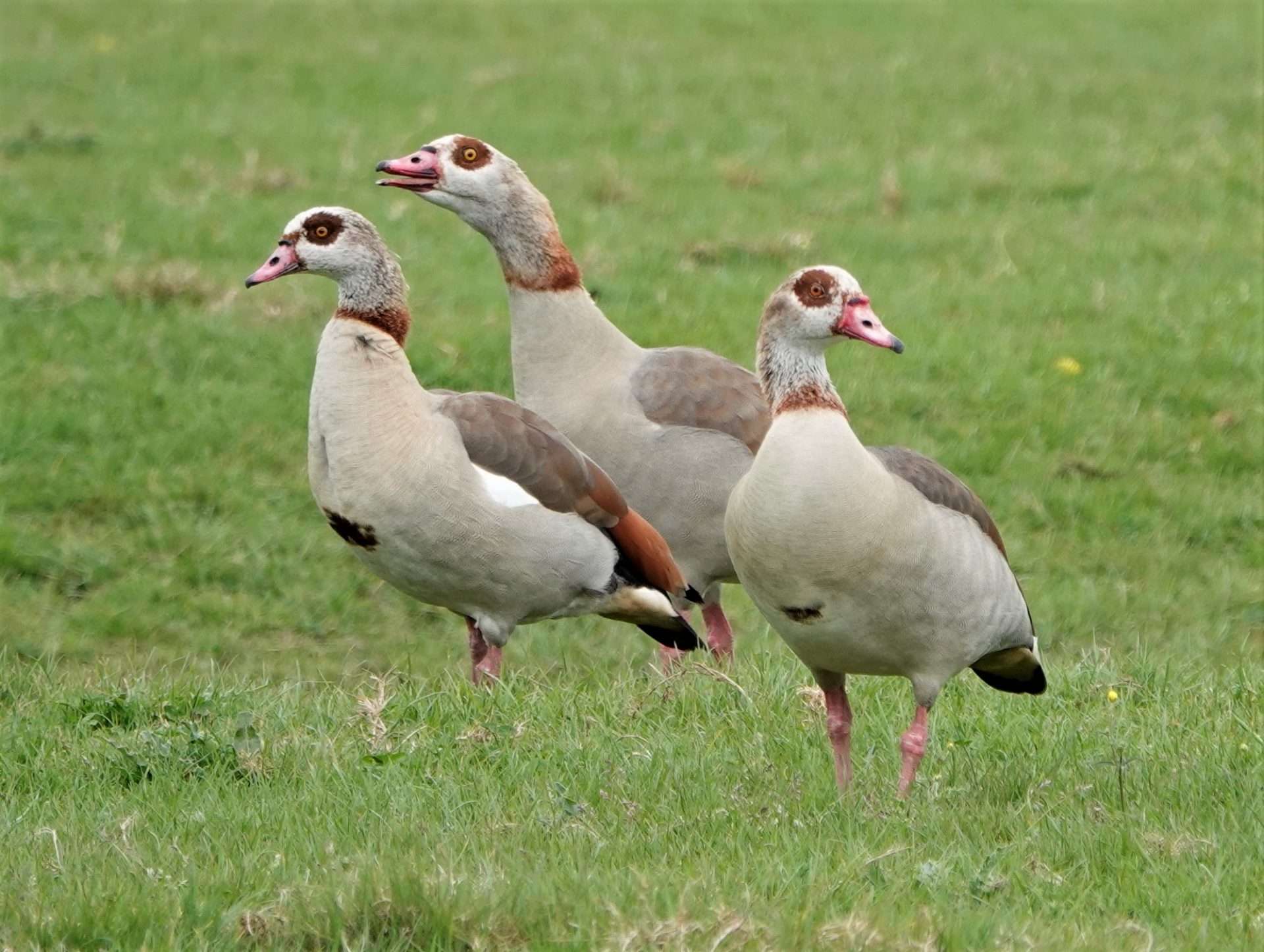 Egyptian Goose by Paul Howrihane at Exminster Marshes