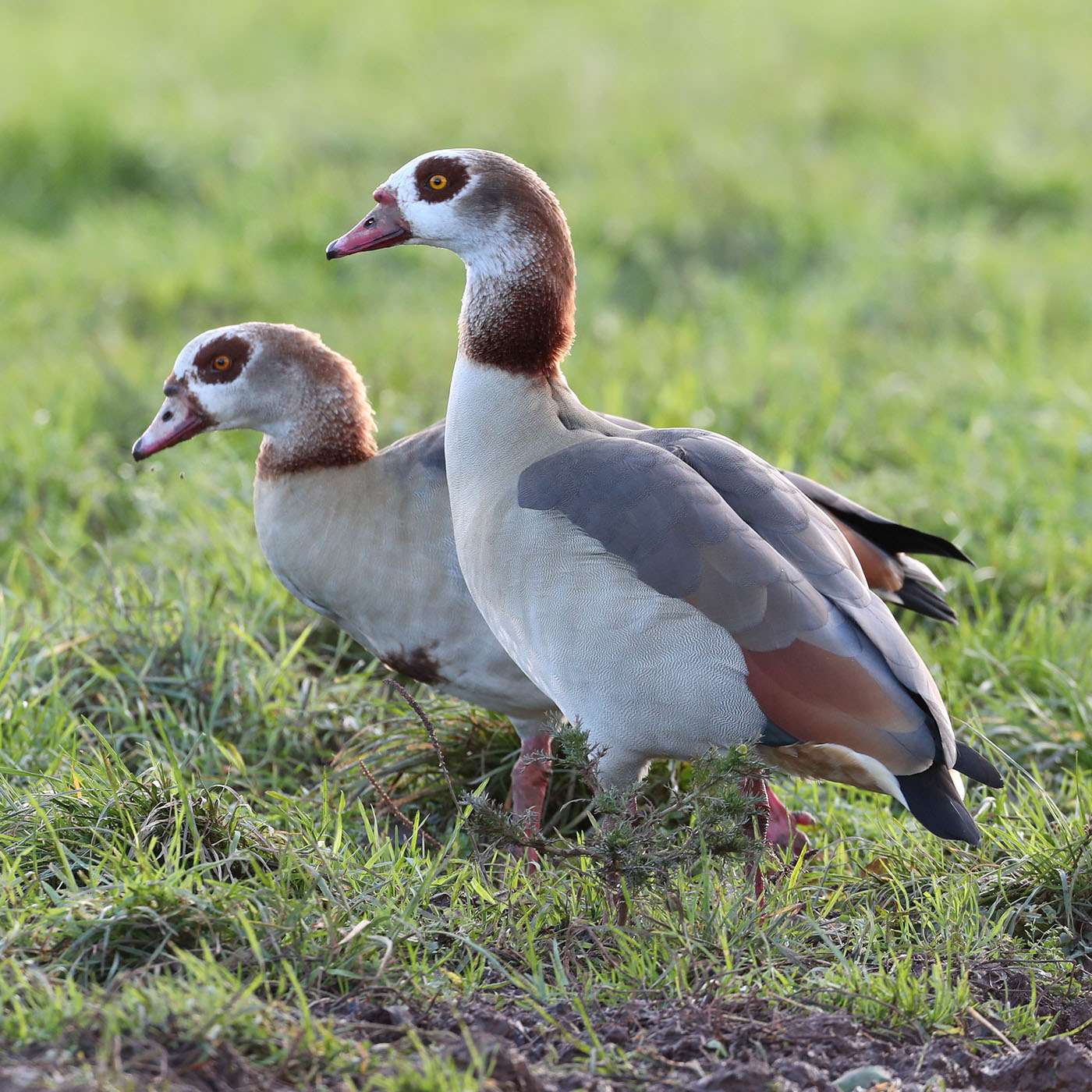 Egyptian Goose by Steve Hopper at Galmpton