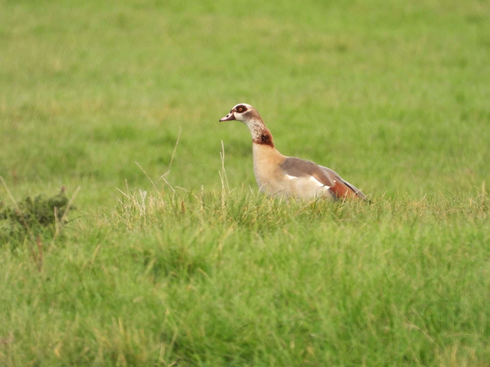 Egyptian goose by Jason Jones at Exminster marshes