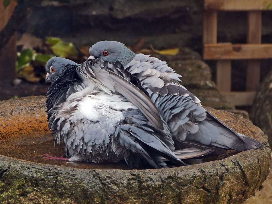 Feral Pigeon by Derek Stacey at Chambercombe