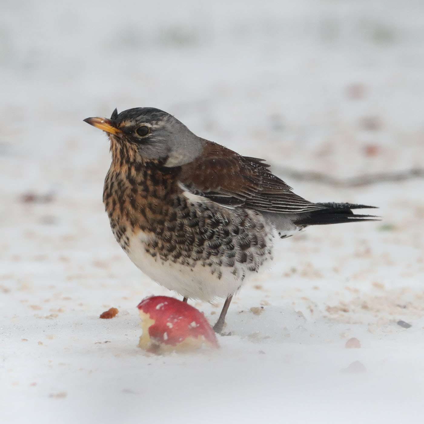 Fieldfare by Steve Hopper at South Brent