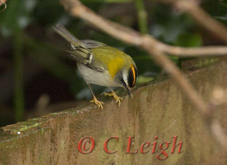 Firecrest -Dawlish Warren Village by Carole Leigh at Dawlish Warren Village