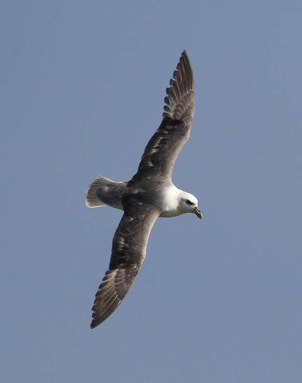 Fulmar by Alan Livsey at Berry Head
