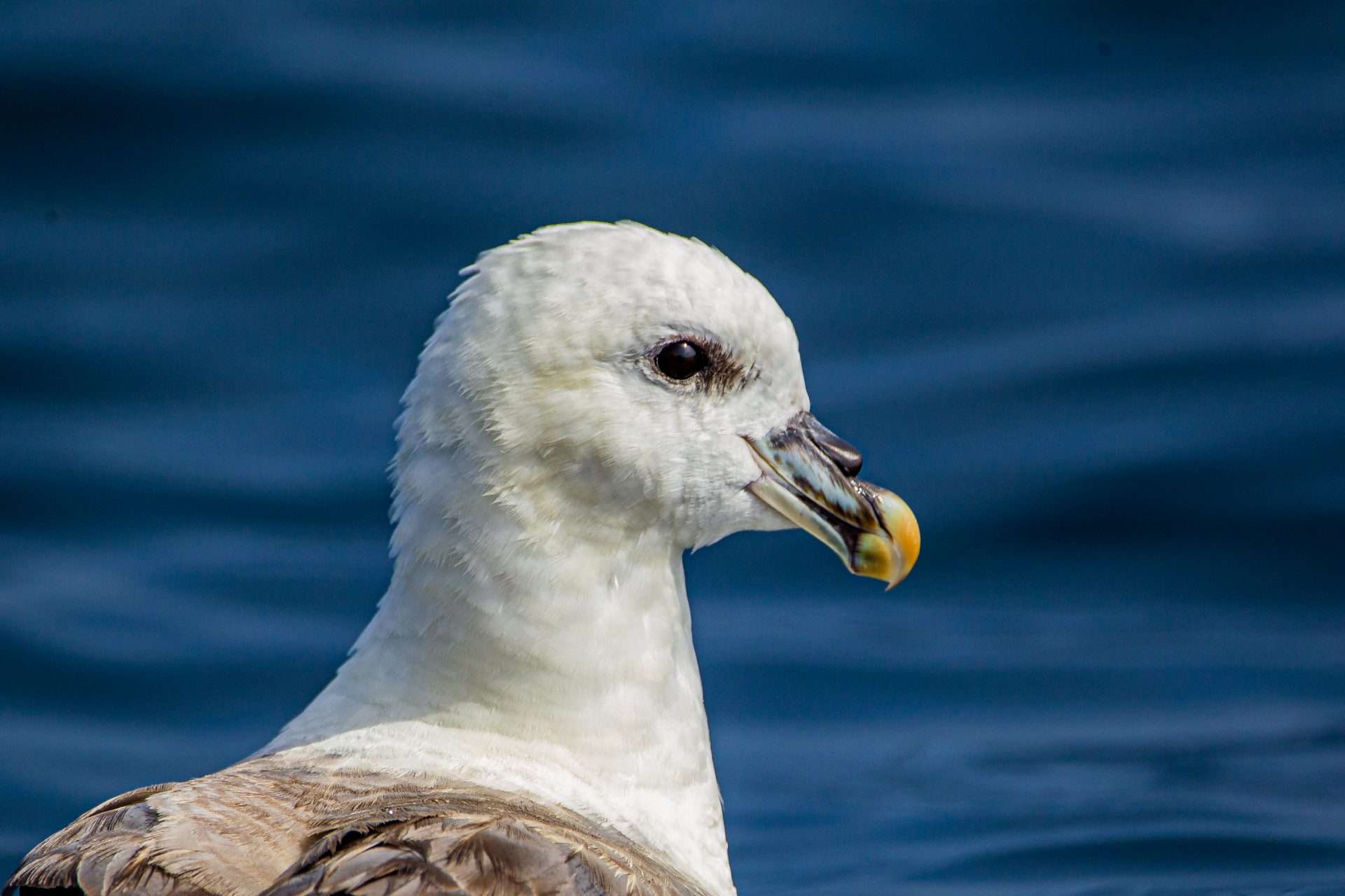 Fulmar by Phil Hampson at Lyme BAy boat trip
